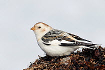 Snow bunting (Plectrophenax nivalis) in winter plumage, Uto, Finland, March.