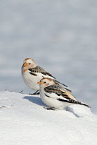 Two Snow buntings (Plectrophenax nivalis) in winter plumage, Uto, Finland, March.
