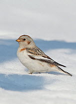 Snow bunting (Plectrophenax nivalis) in winter plumage, Uto, Finland, March.