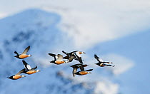 Flock of Steller's eiders (Polysticta stelleri) in flight, Batsfjord, Norway, March.
