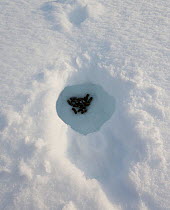Willow grouse (Lagopus lagopus) snow hole, Utsjoki, Finland, April.