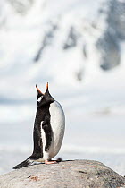 Gentoo Penguin (Pygoscelis papua) calling, Wiencke Island, Antarctic Peninsula, Antarctica