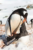 Gentoo Penguins (Pygoscelis papua) mating, Wiencke Island, Antarctic Peninsula, Antarctica