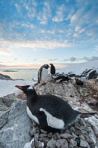 Gentoo Penguin (Pygoscelis papua) nesting, Petermann Island, Antarctic Peninsula, Antarctica