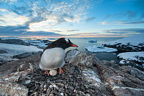 Gentoo Penguin (Pygoscelis papua) on nest with eggs, Petermann Island, Antarctic Peninsula, Antarctica. Highly commended in the Single Species Portfolio of the Terre Sauvage Nature Images Awards 2016.