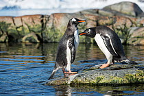 Gentoo Penguins (Pygoscelis papua) squabbling, Petermann Island, Antarctic Peninsula, Antarctica