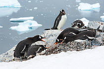 Gentoo Penguin (Pygoscelis papua) two pairs squabbling, Cuverville Island, Antarctic Peninsula, Antarctica. Highly commended in the Single Species Portfolio of the Terre Sauvage Nature Images Awards 2...