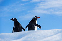 Gentoo Penguin (Pygoscelis papua) penguins on a floating iceberg, Antarctic Peninsula, Antarctica