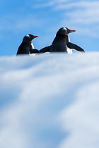 Gentoo Penguin (Pygoscelis papua) penguins rest on a floating iceberg, Antarctic Peninsula, Antarctica