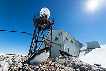Gentoo Penguin (Pygoscelis papua) nest amongst the buildings of the research station, Vernadsky Station, Galindez Island, Antarctic Peninsula, Antarctica