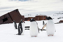 Gentoo Penguins (Pygoscelis papua) amongst and in front of the ruins and debri from an old whaling station, Whalers Bay, Deception Island, South Shetland Islands, Antarctic
