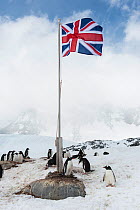 Gentoo Penguin (Pygoscelis papua)  rest and nest in front of a British flag, Port Lockroy, Wiencke Island, Antarctic Peninsula, Antarctica