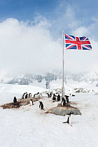 Gentoo Penguin (Pygoscelis papua)  rest and nest in front of a British flag, Port Lockroy, Wiencke Island, Antarctic Peninsula, Antarctica