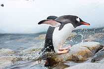 Gentoo Penguin (Pygoscelis papua) coming out of the sea, Cuverville Island, Antarctic Peninsula, Antarctica