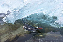 Gentoo Penguin (Pygoscelis papua) swimming along icy shoreline, Cuverville Island, Antarctic Peninsula, Antarctica, Highly commended in the Single Species Portfolio of the Terre Sauvage Nature Images...
