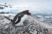 Gentoo Penguin (Pygoscelis papua) nesting near the sea, Cuverville Island, Antarctic Peninsula, Antarctica