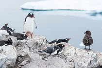 Gentoo Penguins (Pygoscelis papua) watching Antarctic skua (Stercorarius antarcticus) Cuverville Island, Antarctic Peninsula, Antarctica