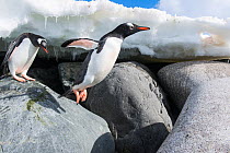 Gentoo Penguins (Pygoscelis papua) jumping across rocky shore, Cuverville Island, Antarctic Peninsula, Antarctica