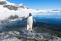 Gentoo Penguin (Pygoscelis papua) coming in from the sea, Cuverville Island, Antarctic Peninsula, Antarctica
