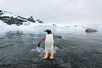 Gentoo Penguin (Pygoscelis papua) splashing as it jumps onto shore from the sea, Cuverville Island, Antarctic Peninsula, Antarctica