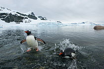 Gentoo Penguins (Pygoscelis papua) splashing as they jump onto shore from the sea, Cuverville Island, Antarctic Peninsula, Antarctica