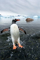 Gentoo Penguin (Pygoscelis papua) jumping onto shore, Cuverville Island, Antarctic Peninsula, Antacrtica