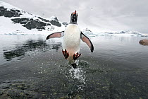 Gentoo Penguin (Pygoscelis papua) jumping out of the sea, Cuverville Island, Antarctic Peninsula, Antarctica. Highly commended in the Single Species Portfolio of the Terre Sauvage Nature Images Awards...