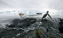 Leopard seal (Hydrurga leptonyx) hunting Gentoo Penguin (Pygoscelis papua) into shore, Cuverville Island, Antarctic Peninsula, Antarctica. Highly honoured in the Wildlife category of Nature's Best Pho...