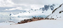 Gentoo Penguin (Pygoscelis papua) nesting colony, Cuverville Island, Antarctic Peninsula, Antarctica. Panoramic composite. Highly commended in the Single Species Portfolio of the Terre Sauvage Nature...