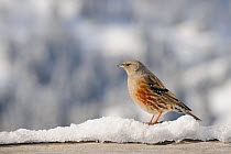 Alpine accentor (Prunus collaris) perched on a snow-covered hand-rail at an alpine chalet, with snow-covered mountain slopes and trees in the background, Hauteluce, Savoie, France, January.