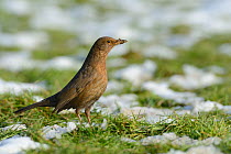Female blackbird (Turdus merula) foraging on meadow partly covered in snow with mud on its beak from digging for food, Wiltshire, UK, January.
