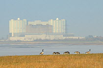 Canada geese (Branta canadensis) grazing saltmarshes fringing the Severn estuary with Oldbury on Severn nuclear power station in the background, Gloucestershire, UK, March.