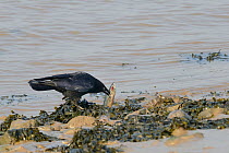 Carrion crow (Corvus corone) scavenging on a dead Mackerel (Scomber scombrus) washed up on the tideline, Severn estuary, Somerset, UK, March.