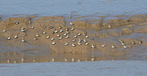 Flock of Dunlin (Calidris alpina) sheltering from the wind on the bank of a creek draining mudflats as the tide falls, Severn estuary, Somerset, UK, March.