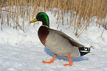 Mallard pair (Anas platyrhynchos) foraging on snow covered meadow with Corsham Court in the background, Wiltshire, UK, January.