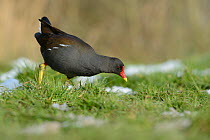 Moorhen (Gallinula chloropus) calling as it forages on partly snow-covered grassy lake margin, Wiltshire, UK, January.