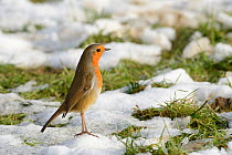 European robin (Erithacus rubecula) standing upright in a territorial threat display in a meadow among patchy snow, Wiltshire, UK, January.