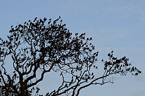 Starlings (Sturnus vulgaris) silhouetted at a pre-roost in a leafless Ash tree (Fraxinus excelsior), Shapwick, Somerset, UK, December.