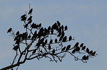 Starlings (Sturnus vulgaris) silhouetted at a pre-roost in a leafless Ash tree (Fraxinus excelsior), Shapwick, Somerset, UK, December.