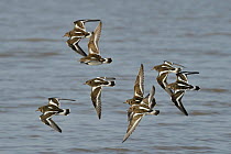 Turnstone (Arenaria interpres) flock flying low over the Severn estuary, after leaving their roost as the tide falls, Somerset, UK, March.