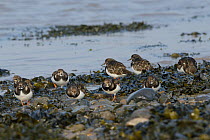 Turnstone (Arenaria interpres) flock flying low over the Severn estuary, after leaving their roost as the tide falls, Somerset, UK, March.