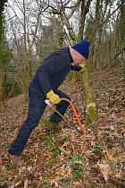 Backwell Enviroment Trust volunteer coppicing young tree with a saw to increase biodiversity and to improve the habitat for Hazel Dormice (Muscardinus avellanarius) in woodland near Bristol, Somerset,...