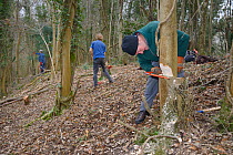 Backwell Enviroment Trust volunteer pushing over a young tree he has coppiced with a saw to increase biodiversity and to improve the habitat for Hazel Dormice (Muscardinus avellanarius) in woodland ne...