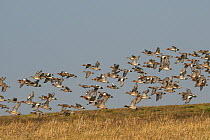 Wigeon (Anas penelope) flock flying low over mudflats past dense stand of Spartina / Cord grass (Spartina sp.) on tidal saltmarsh, Severn estuary, Somerset, UK, March.