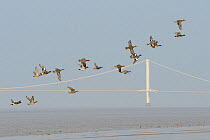 Wigeon (Anas penelope) flying in a tight flock low over mudflats on the Severn estuary with Aust cliff and service station in the background, Somerset, UK, March.