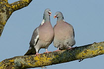 Wood pigeon pair (Columba palumbus) courting on a lichen covered branch in late afternoon light, Gloucestershire, UK, April.