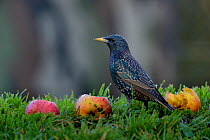 Common Starling (Sturnus vulgaris) with windfall apples, West France, February