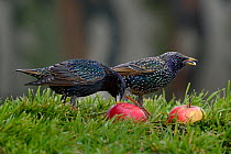 Common Starlings (Sturnus vulgaris) feeding on windfall apples, West France, February