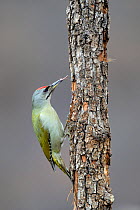 Grey-headed Woodpecker (Picus canus) feeding, with tongue extended, Bulgaria, February