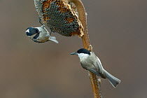 Coal tit (Periparus ater) and Willow tit (Poecile montanus) feeding on  Sunflower seeds (Helianthus annuus) Bulgaria, February